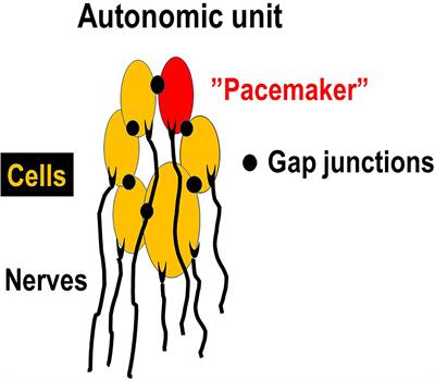 Changes in the rat urinary bladder after the relief of outflow obstruction – tracing targets for treatment of persistent symptoms in patients